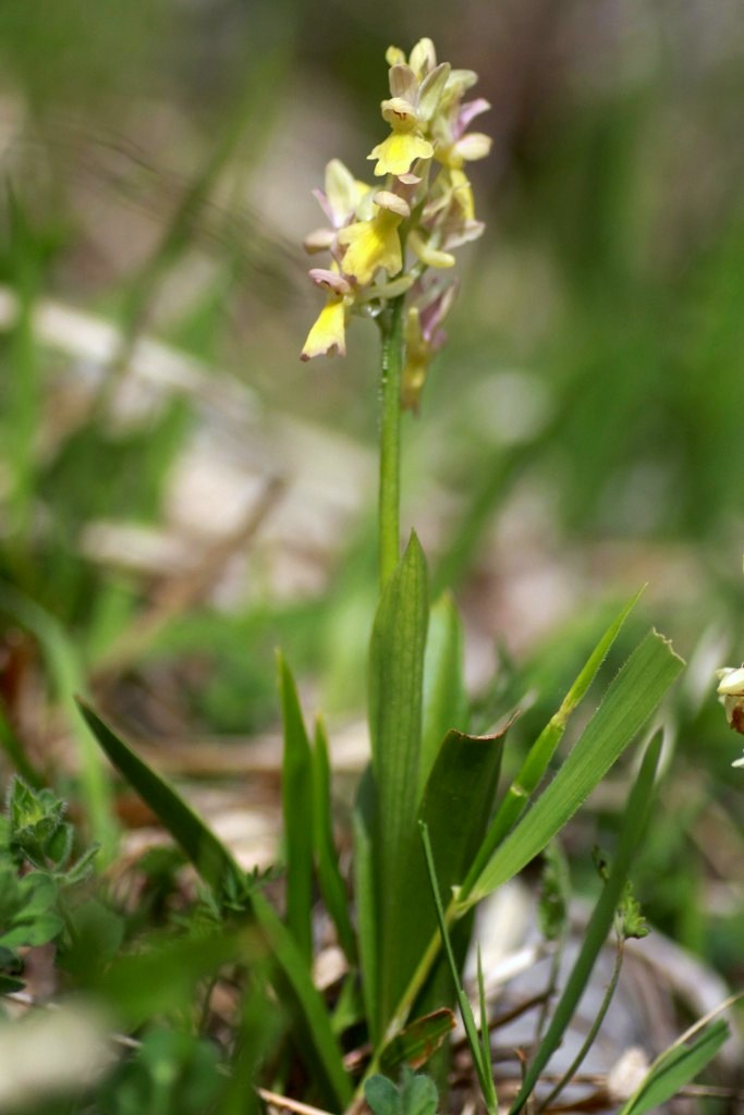 Monti della Laga, N.widderi, P.albida var. tricuspis e altre orchidee 27 giugno 2015